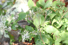 Hylotelephium telephioides