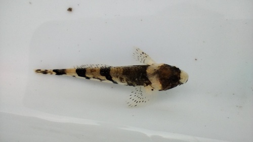 Japanese sculpin (Cottus reinii) — Cottidae — 5