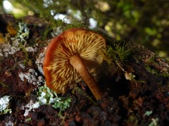Gymnopilus oregonensis