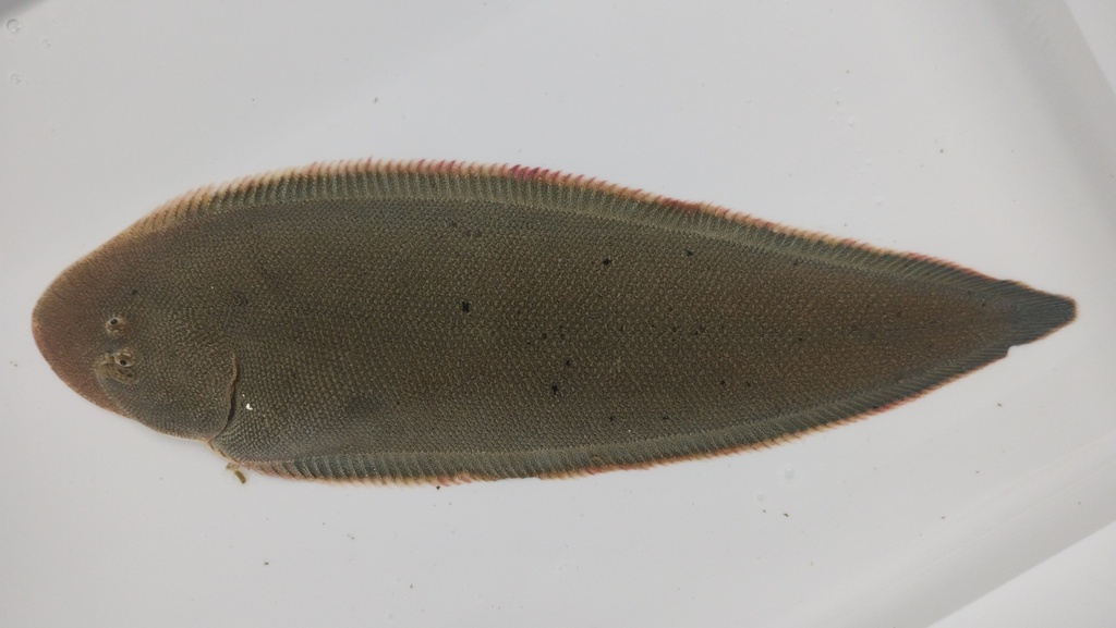 Black cow-tongue (Paraplagusia japonica) — Cynoglossidae