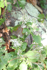 Hylotelephium telephioides