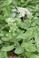 Hylotelephium telephioides