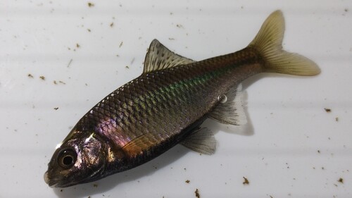 Japanese bitterling (Acheilognathus melanogaster) — Cyprinidae