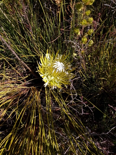 Thongleaf Sugarbush (Protea lorea)