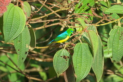 Chlorophonia cyanea