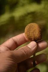 Artocarpus lacucha