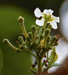 Tabernaemontana alternifolia