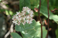 Hylotelephium telephioides