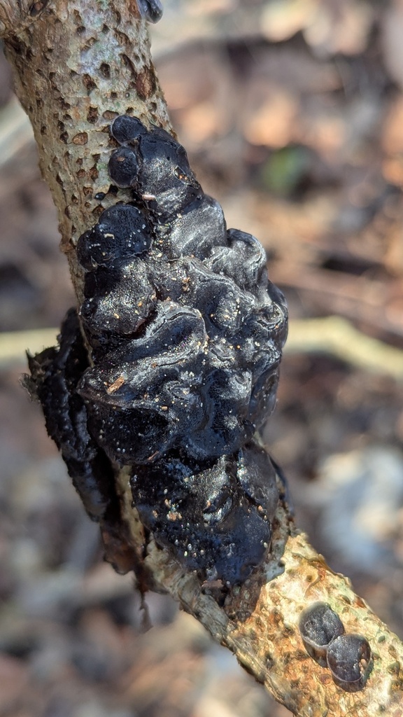 Exidia glandulosa · February 2026 · photo: © rudolphous (iNaturalist, cc-by)