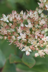 Hylotelephium telephioides