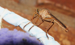 Diogmites castaneus
