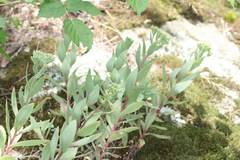 Hylotelephium telephioides