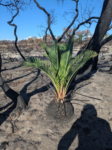 sandplain zamia (Macrozamia fraseri)