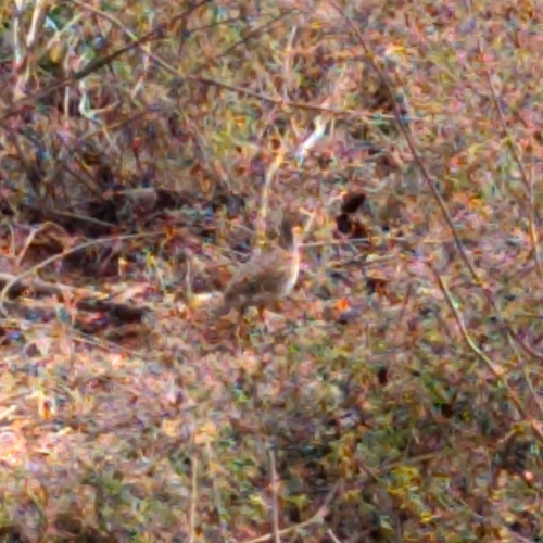 Grey Francolin (Ortygornis pondicerianus), photo 5
