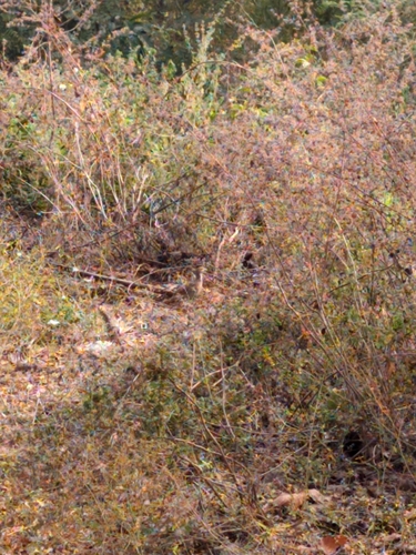 Grey Francolin (Ortygornis pondicerianus), photo 6