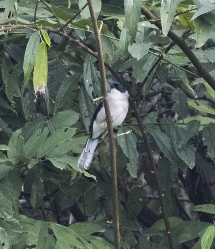 Black-headed Sibia
