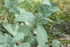 Hylotelephium telephioides