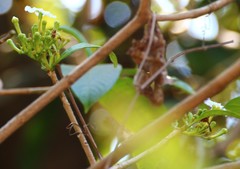 Tabernaemontana alternifolia