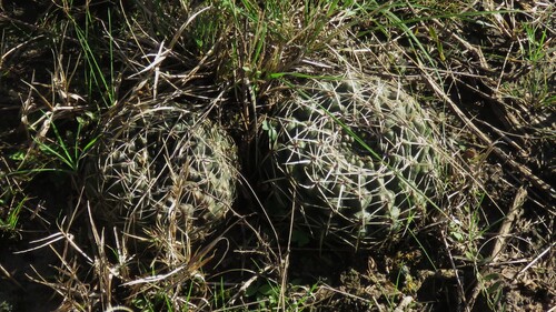 Gymnocalycium schroederianum