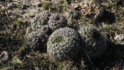 Gymnocalycium schroederianum