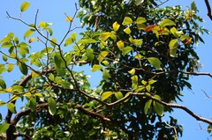 Tabernaemontana alternifolia