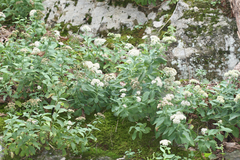 Hylotelephium telephioides