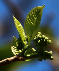 Tabernaemontana alternifolia