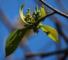 Tabernaemontana alternifolia