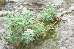 Hylotelephium telephioides