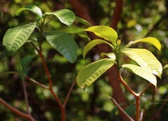 Tabernaemontana alternifolia
