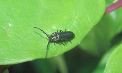 Polemius denticornis