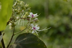 Clerodendrum infortunatum