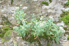 Hylotelephium telephioides