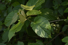 Croton caudatus