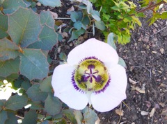 Calochortus ambiguus