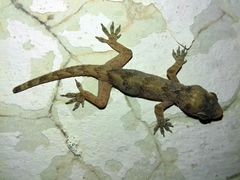 Hemidactylus