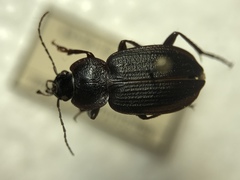 Licinus silphoides