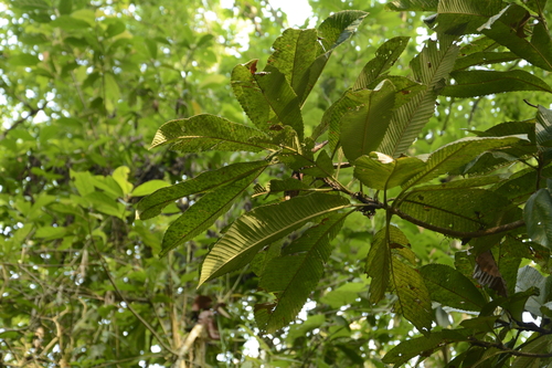 Dillenia indica
