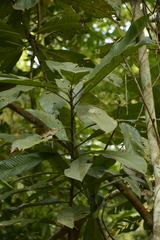 Dillenia indica