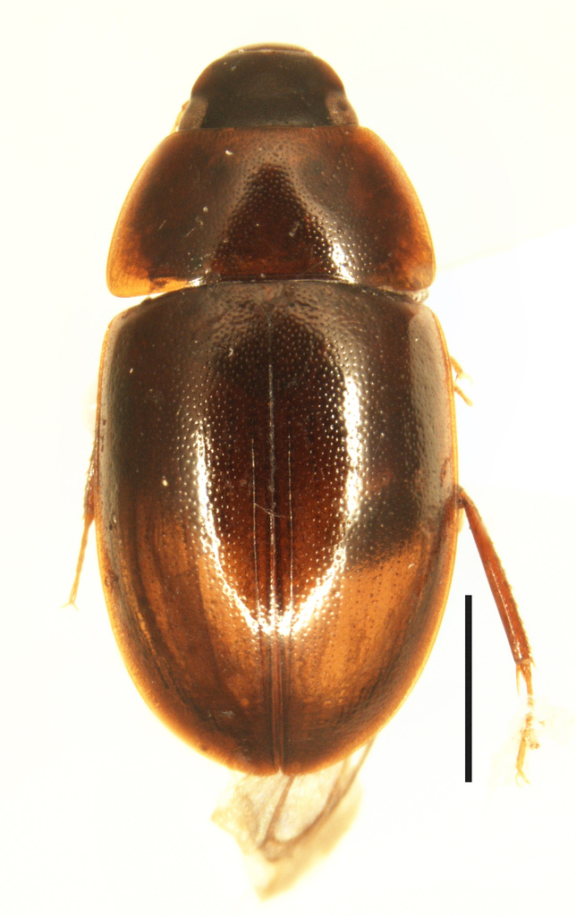 Chasmogenus orbus from 日本、〒969-3285 福島県耶麻郡猪苗代町翁沢 on June 17, 1992 by ...