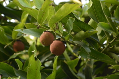 Diospyros malabarica