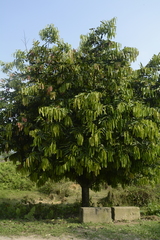 Diospyros malabarica