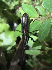 Arrhenodini