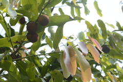 Diospyros malabarica