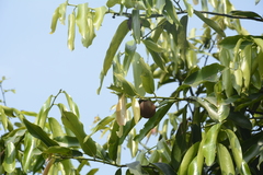 Diospyros malabarica