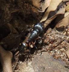 Camponotus sexpunctatus