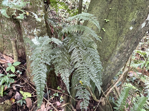 Asplenium cuneatum observed 2026-02-13