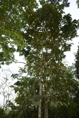 Dipterocarpus retusus