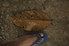 Dipterocarpus retusus