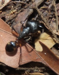 Camponotus sexpunctatus